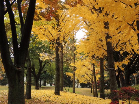 紅葉13.jpg
