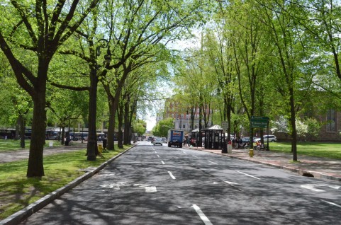 街路樹.jpg