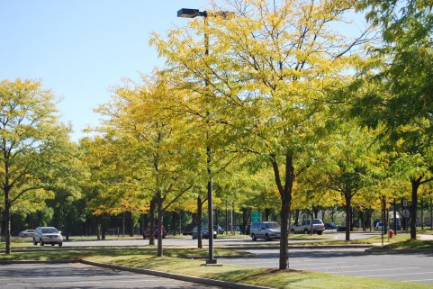 紅葉2.jpg